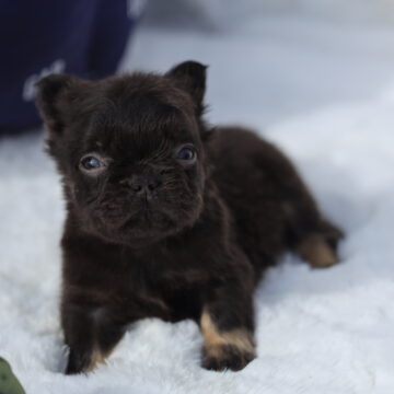 Baby Panther