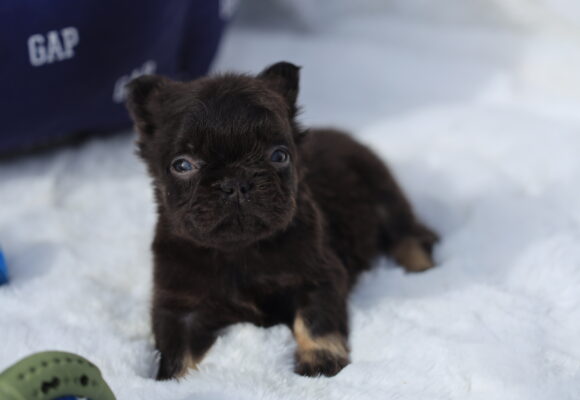 Baby Panther